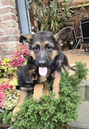 Reinrassige deutsche Schäferhundwelpen