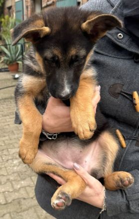 Reinrassige deutsche Schäferhundwelpen