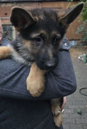 Reinrassige deutsche Schäferhundwelpen