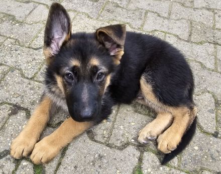 Reinrassige deutsche Schäferhundwelpen