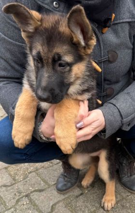 Reinrassige deutsche Schäferhundwelpen
