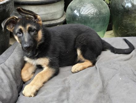 Reinrassige deutsche Schäferhundwelpen