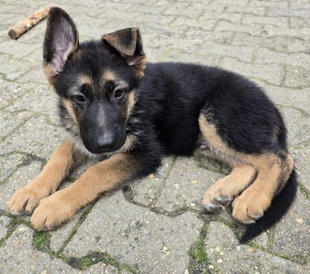 Reinrassige deutsche Schäferhundwelpen