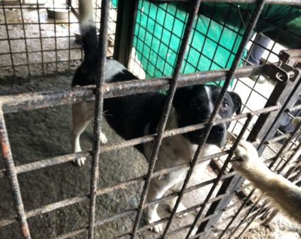 Imposanter Hudson sucht warmes XXL Körbchen