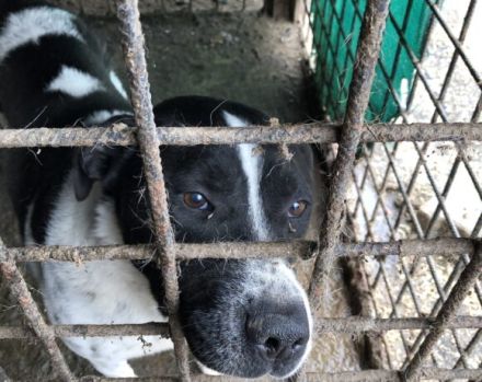 Imposanter Hudson sucht warmes XXL Körbchen