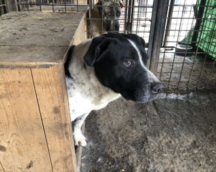 Imposanter Hudson sucht warmes XXL Körbchen