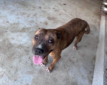 Bezaubernde Seniorin JELENA sucht ihr Altersruheplätzchen!