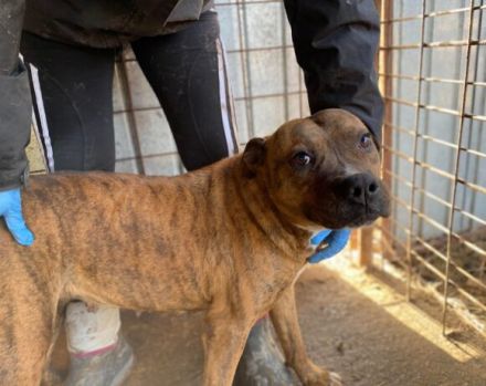 Bezaubernde Seniorin JELENA sucht ihr Altersruheplätzchen!