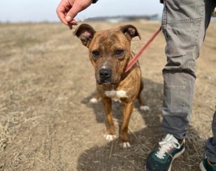 Bezaubernde Seniorin JELENA sucht ihr Altersruheplätzchen!