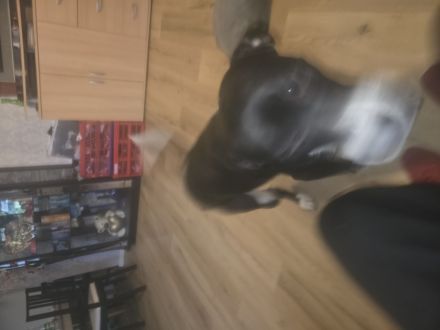 Wir suchen ein neues zuhause