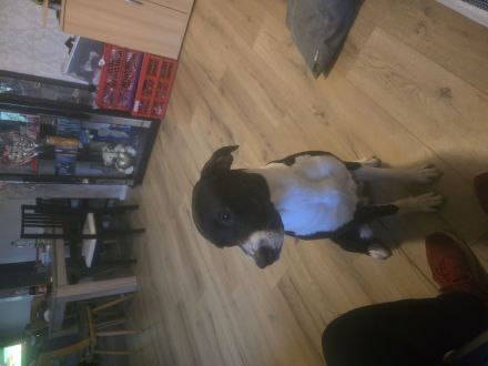 Wir suchen ein neues zuhause