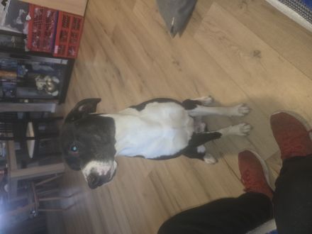 Wir suchen ein neues zuhause