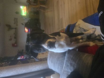 Wir suchen ein neues zuhause