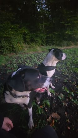 Wir suchen ein neues zuhause