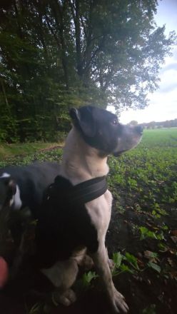 Wir suchen ein neues zuhause