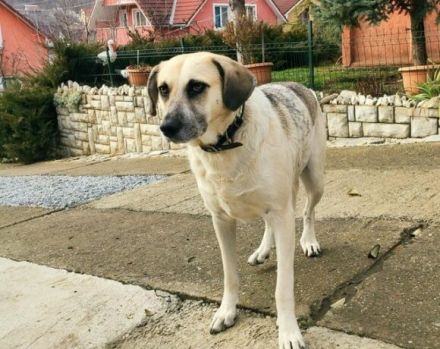 gemütliche Maeve sucht ihr Sofa-Plätzchen