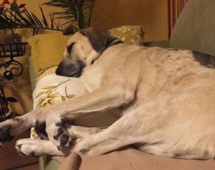 gemütliche Maeve sucht ihr Sofa-Plätzchen