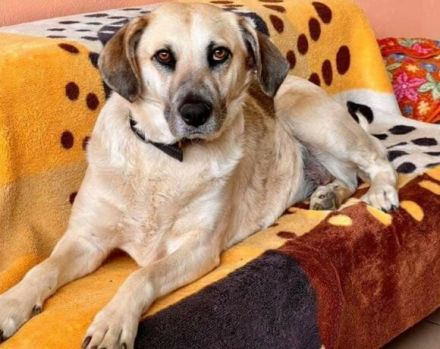 gemütliche Maeve sucht ihr Sofa-Plätzchen