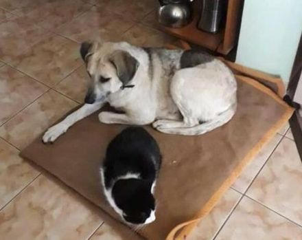 gemütliche Maeve sucht ihr Sofa-Plätzchen