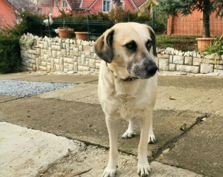 gemütliche Maeve sucht ihr Sofa-Plätzchen