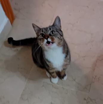 Moly