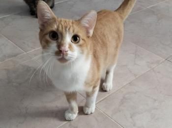 Adan, FelV positiv