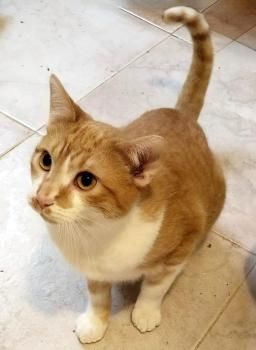 Adan, FelV positiv