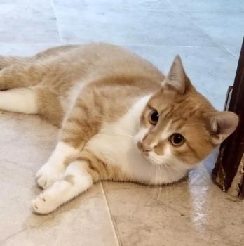 Adan, FelV positiv