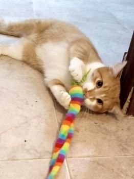 Adan, FelV positiv