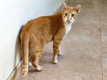 Adan, FelV positiv