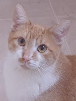 Adan, FelV positiv