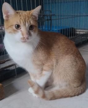 Adan, FelV positiv