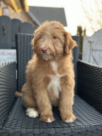 Aussie - Doodle Welpen