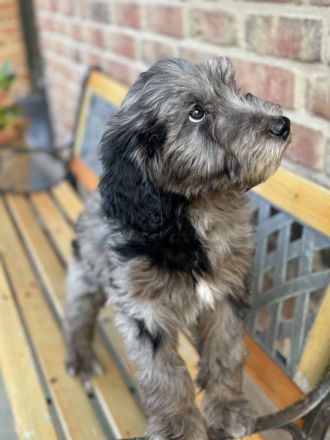 Aussie - Doodle Welpen