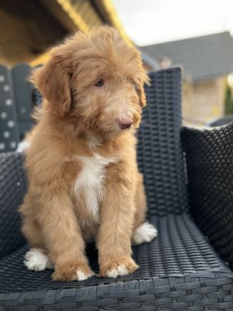 Aussie - Doodle Welpen