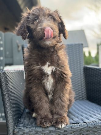 Aussie - Doodle Welpen
