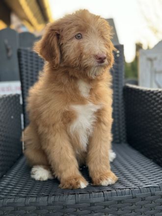 Aussie - Doodle Welpen