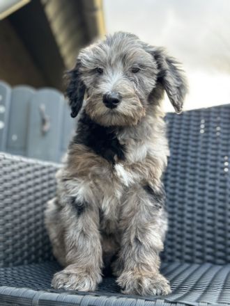 Aussie - Doodle Welpen