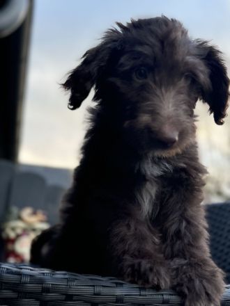 Aussie - Doodle Welpen