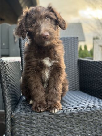 Aussie - Doodle Welpen