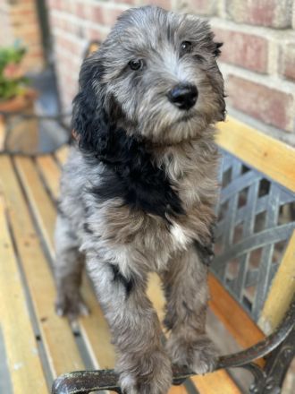Aussie - Doodle Welpen