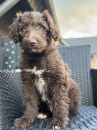 Aussie - Doodle Welpen