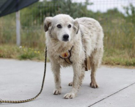 Gnadenplatz für lieben Opi ALASTAIR gesucht