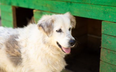 Gnadenplatz für lieben Opi ALASTAIR gesucht