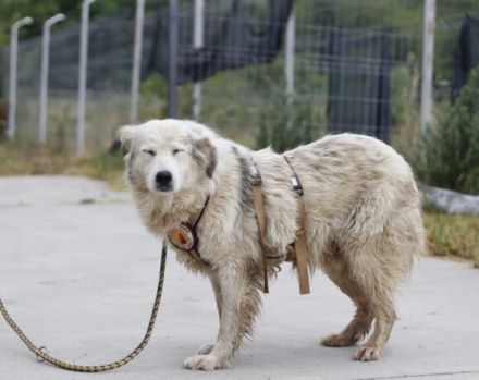 Gnadenplatz für lieben Opi ALASTAIR gesucht