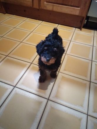 Zuckersüße Toy/Zwergpudel Welpen