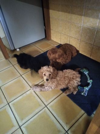 Zuckersüße Toy/Zwergpudel Welpen