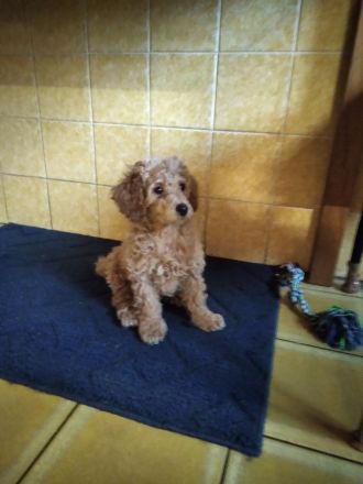 Zuckersüße Toy/Zwergpudel Welpen