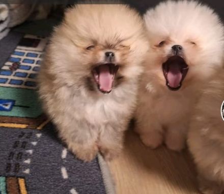 Pomerainian Boo Mini