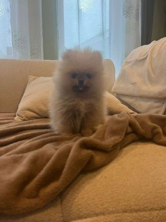 Pomerainian Boo Mini